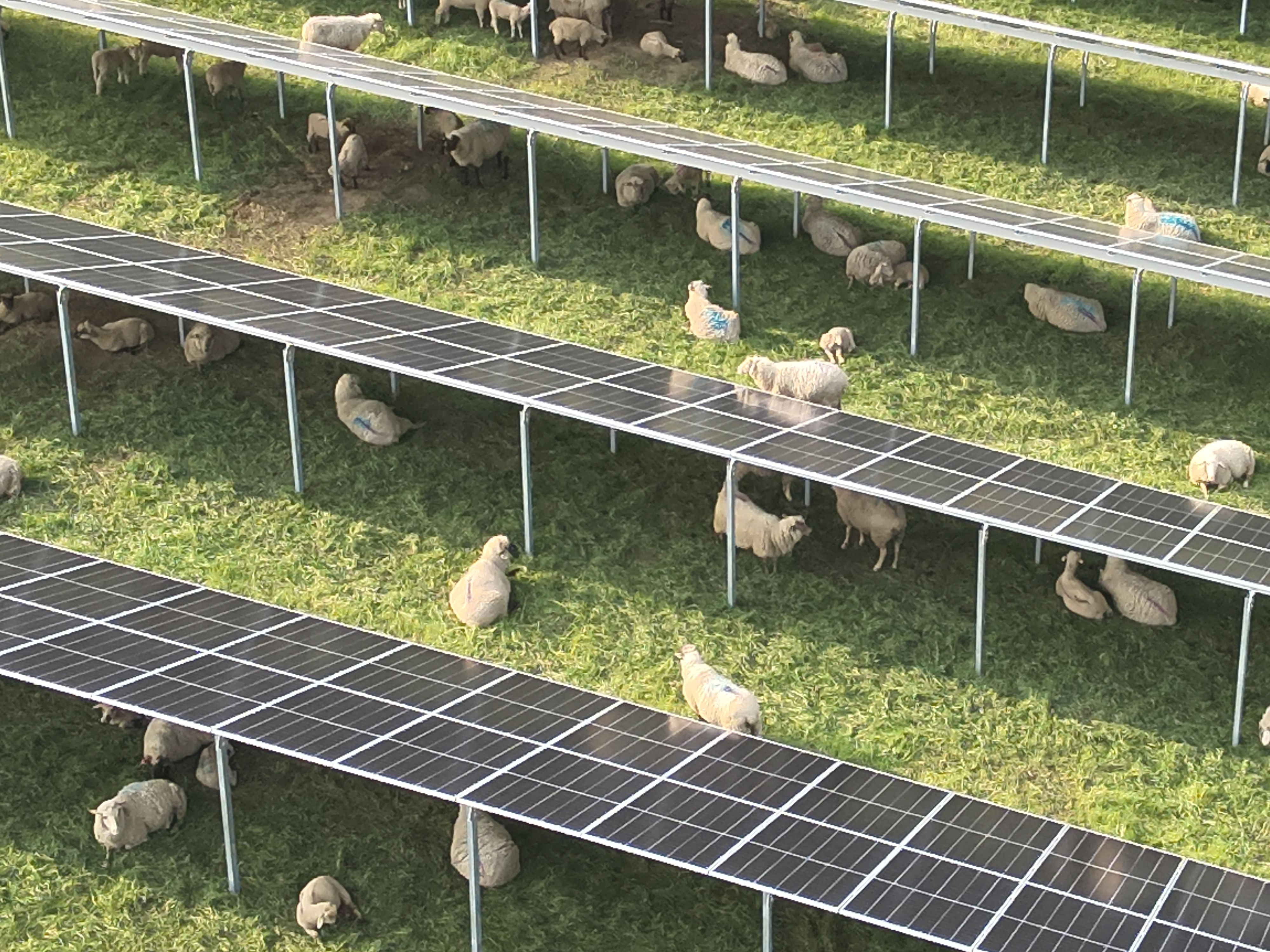 Gira_Solarpark_Schafe_Mai_2025