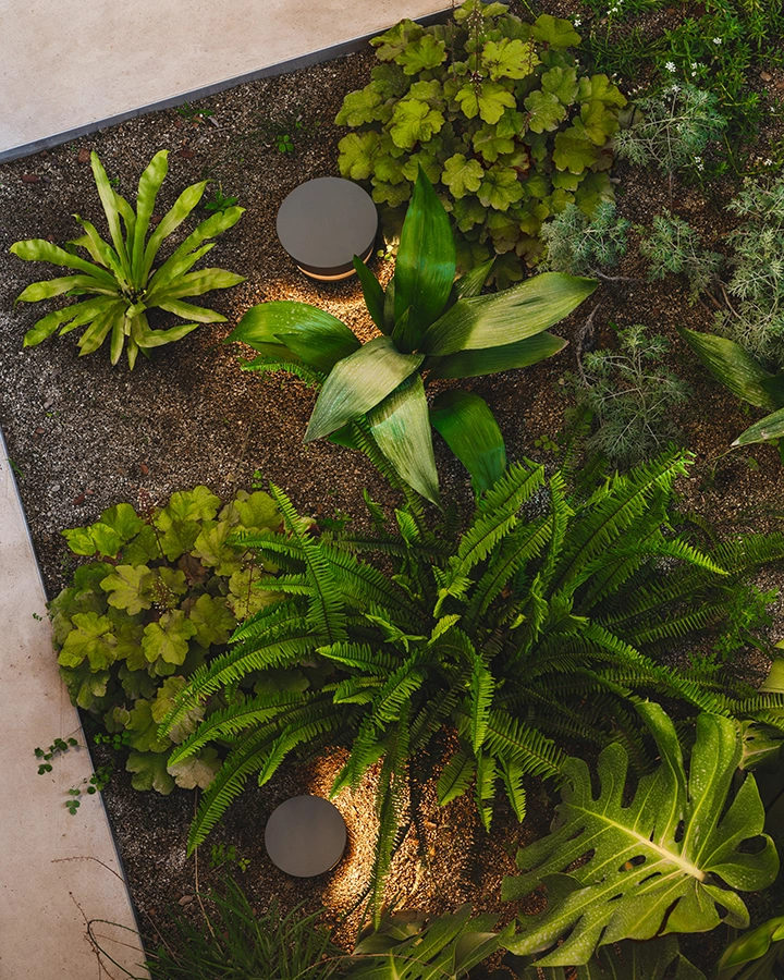 Overhead view of a garden with diverse plants and two round lights.